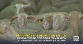 Reaparece la lengua azul en Castilla-La Mancha - 15/09/2026