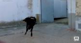 Último día de fiestas patronales en Escalonilla