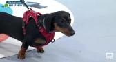 Revisiones periódicas de nuestras mascotas
