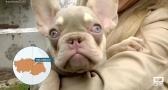 Cómo actuar a la hora de adoptar un perro
