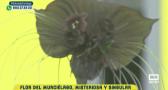 Flor del murciélago, misteriosa y singular