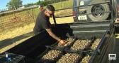 Plantan en la provincia de Guadalajara los primeros bulbos de azafrán