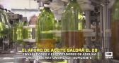 El primer aforo de la nueva cosecha olivarera se conocerá el 29 de septiembre - 24/09/2026