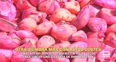 Otra siembra de ajo con altos costes - 28/09/2026