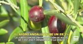 Andalucía espera una producción de aceite de 1.261.200 toneladas - 29/09/2026