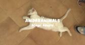 Adoptar un gato es mejor que un perro... si es tu primera mascota