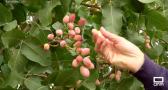 Conocemos el cultivo del pistacho