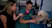 "Arte canino" recorre la región sobre cuatro ruedas