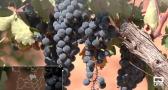 Los nuevos retos de los vinos de Mondéjar
