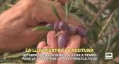 La lluvia frena la sequía y llega a tiempo para la sementera - 05/10/2026