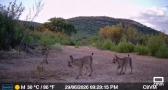Se avistan a tres cachorros de lince ibérico en Cabañeros