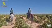 Acompañamos a la Guardia Civil de Sonseca en una jornada de patrulla por el campo