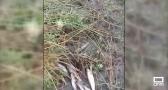 Las cenizas del incendio de Burgohondo provocan la muerte de peces en el río Tiétar