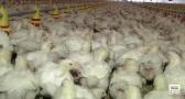 El virus de Newcastle mantiene en guardia al sector de producción de huevos
