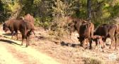 Nace el primer bisonte en El Recuenco