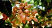 Recogemos pistachos en Villamalea