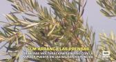 Primeras molturaciones en frío con la mirada puesta en las bajas existencias - 14/10/2026
