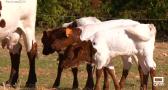 Conocemos las vacas berrendas de la finca "La Morera"