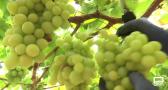 Descubrimos la variedad de uva "autumn crisp" en Hellín
