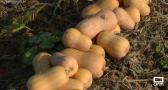 Recogemos calabaza en Llanos del Caudillo