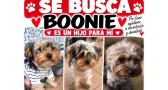SE BUSCA: Boonie, un yorkshire perdido en la urbanización Aguacampada de Albacete