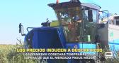 Los bajos precios del aceite podrían retrasar las recolecciones tempranas- 15/10/2026