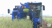 La campaña de la aceituna se adelanta en algunas almazaras de Castilla-La Mancha, que esperan una mayor producción