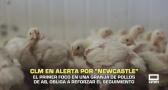 Castilla-La Mancha en alerta por "newcastle" - 19/10/2026