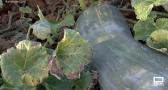 Calabazas de más de 15 kilos en el huerto de Celestino