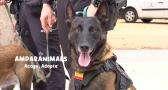 Albacete da la bienvenida a sus dos nuevos agentes caninos: Kora y Kai