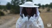 Las abejas de Robledo de Corpes: esenciales para la recuperación de la Sierra Norte