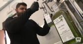 Recogida de aceituna en verde en Vellisca