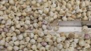Innovaciones en el cultivo del ajo