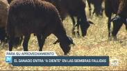 El ganado entra 