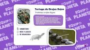 Equipo Planeta: tortuga de Florida o de orejas rojas - Programa 14