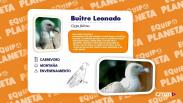 Equipo Planeta: buitre Leonado - Programa 15