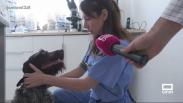 Beatriz Lozano, veterinaria a domicilio en Driebes