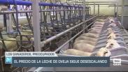 El precio de la leche de oveja sigue desescalando - 02/07/24