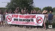 Plaga de mosquitos en el barrio 'La piña Verde' de Albacete
