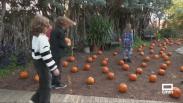 Un proyecto que une Halloween y naturaleza