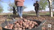 Las mejores nueces de Altarejos se recogen del suelo