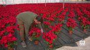 En este vivero de Novés cultivan 20.000 flores de Pascua