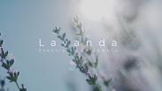 La lavanda, esencia de un cambio