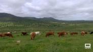 Agroturismo: ganadero por un día