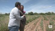 Roban espárragos en campos de Guadalajara