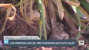 Los primeros ajos del año evidencian que faltó calor - 26/05/25