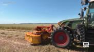 La avena marca el ritmo en el campo