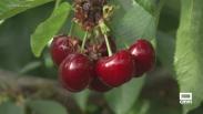 Cerezas en Cancarix: de la recogida a tu casa