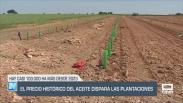El precio histórico del aceite dispara las plantaciones - 27/05/25