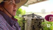Es la última plantación de tabaco de la Campana de Oropesa